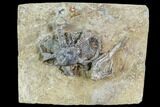 Two Fossil Crinoids And Gastropod - Crawfordsville, Indiana #110564-1